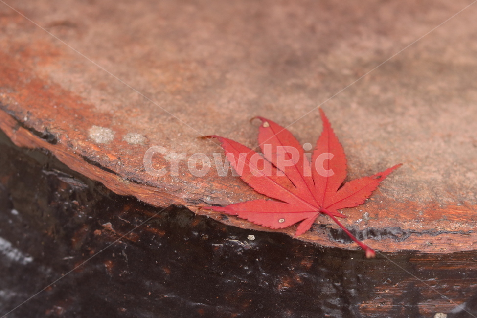 나무,tree,식물,잎,plant,가을,계절,fall,autumn,season,leaf