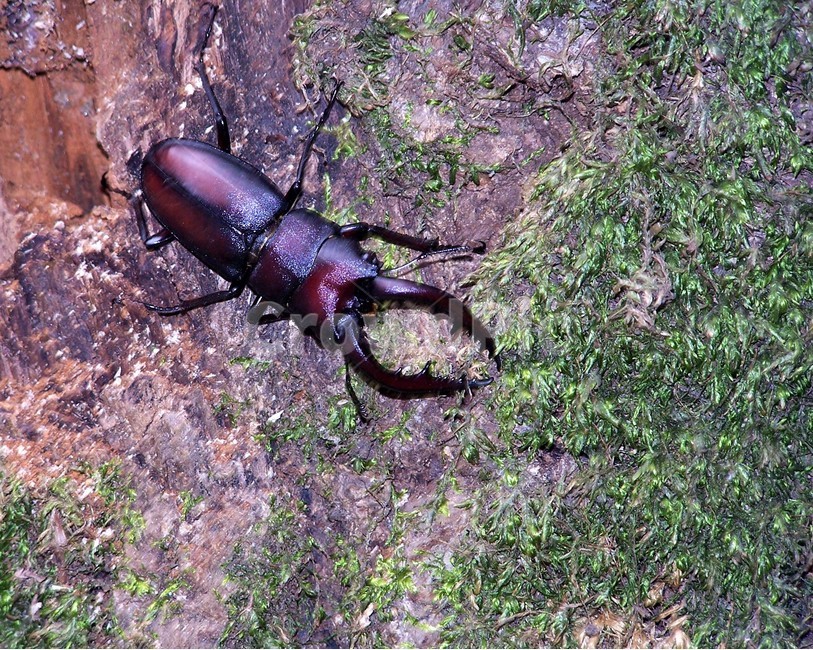 사슴벌레,곤충,stagbeetle,자연,뿔,강인함,nature,bug,동물,animal,곤충,벌레,insect,bug