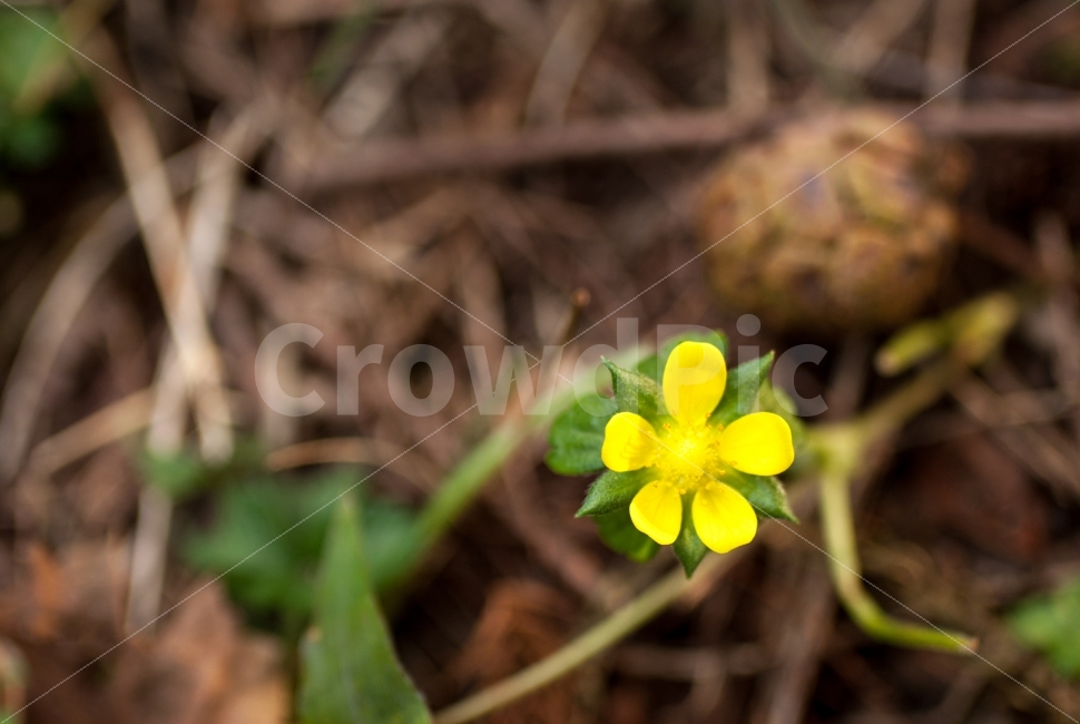 식물,꽃,자연,환경,풀,잡초,노랑,식물,자연,plants,nature,꽃,flower