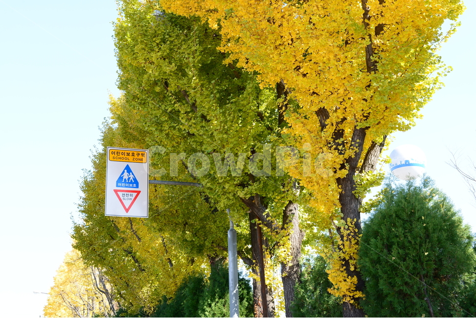 가을,은행나무,자연,노랑,은행,가을,계절,fall,autumn,season