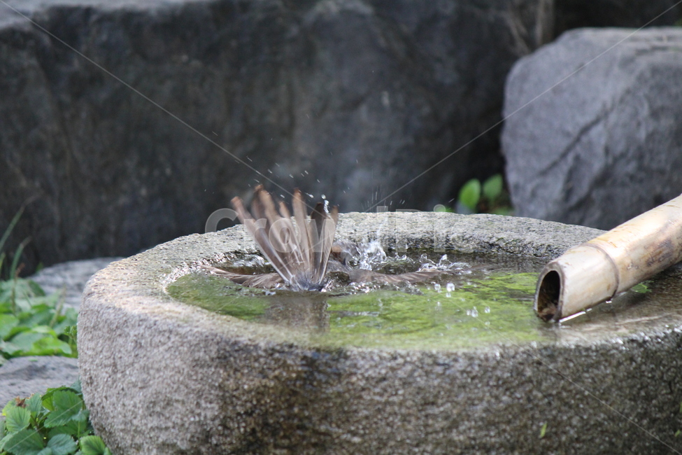 water,물,목욕,shower,bird,accipiter,새,매,더위,hot,동물,animal,조류,새,birds