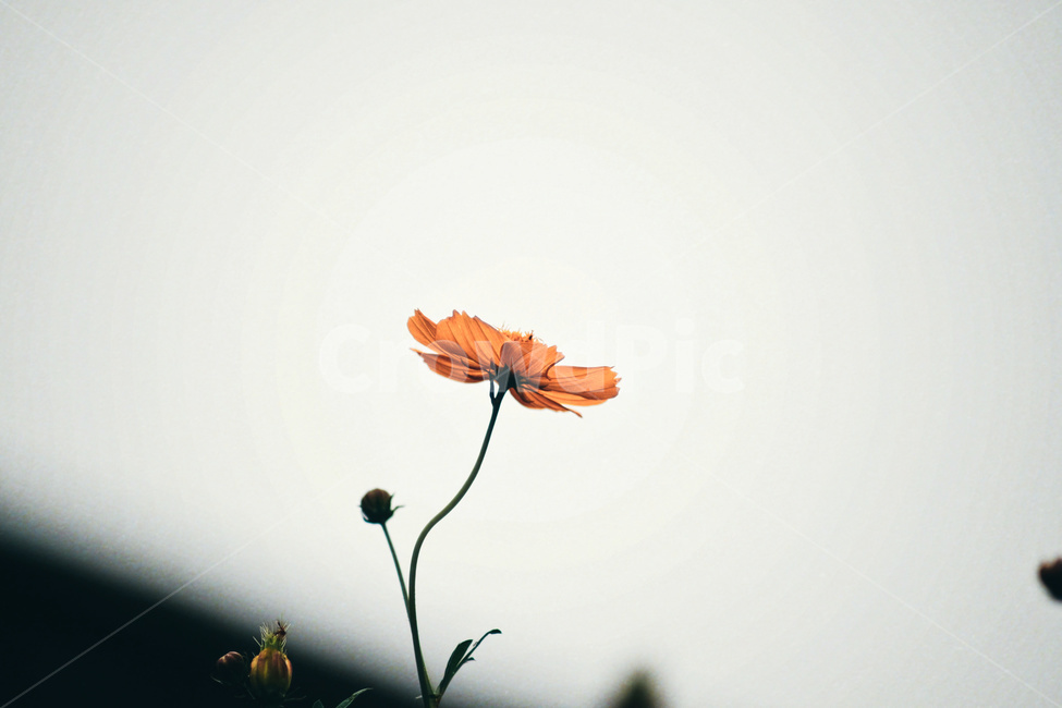 꽃,코스모스,자연,flower,cosmos,nature,가을,계절,fall,autumn,season,식물,자연,plants,nature,꽃,flower,감성,sensible,feeling,plant,blossom,daisy,데이지,daisies,petal,꽃잎