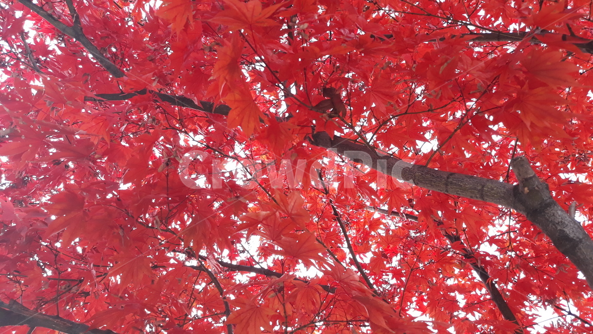 식물,plant,나무,tree,단풍,maple,잎,leaf,빨간단풍,단풍나무,단풍잎,색감,빨강,가을,fall,가을나무,가을,계절,fall,autumn,season