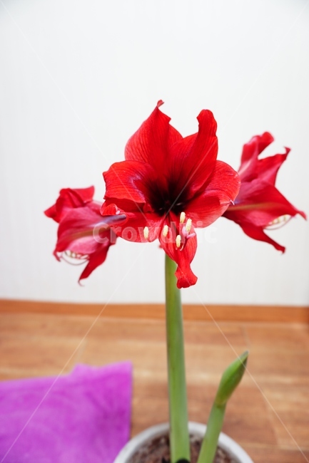 꽃,화분,flower,flowerpot,빨간,붉은,꽃몽오리,nature,자연,plant,식물,자연,plants,nature,꽃,flower,실내용화초,화분,화초,house plant