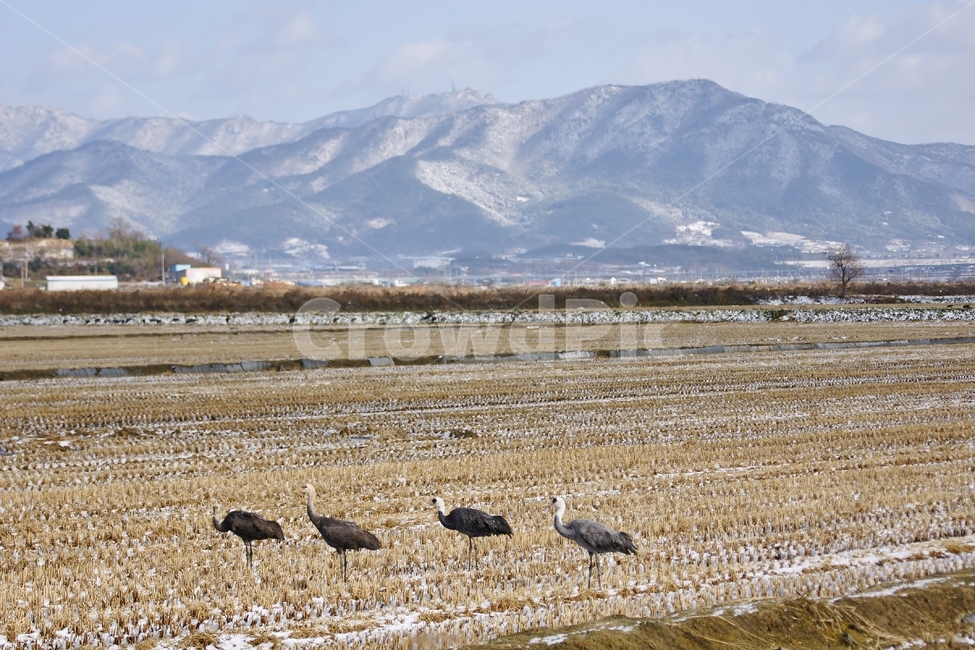 천수만,흑두루미,조류,국제보호종,풍경,겨울,계절,winter,season,동물,animal,조류,새,birds
