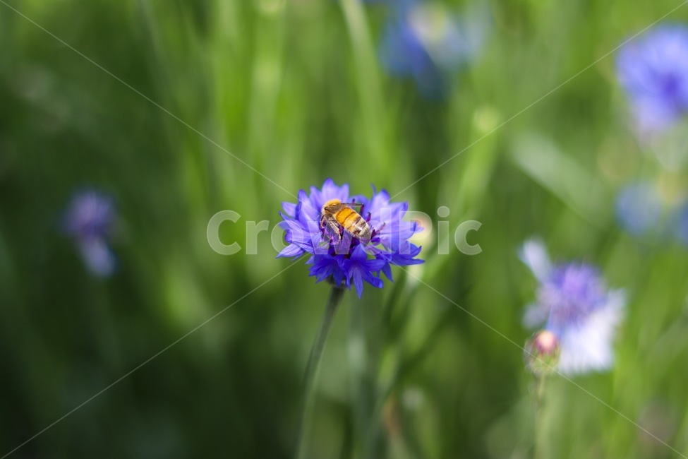 벌,꽃,bee,flower,곤충