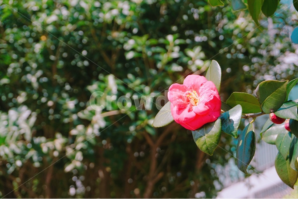 장미,장미꽃,봄,플라워,아웃포커스,식물,자연,plants,nature,꽃,flower,감성,sensible,feeling