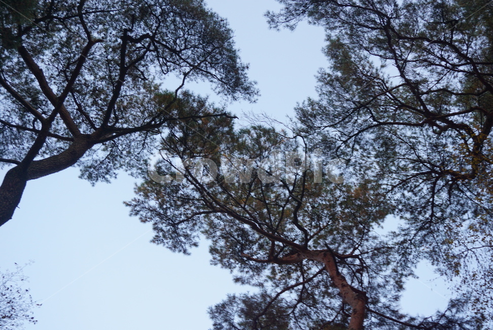 tree,plant,식물,나무줄기,소나무,나무,그림자,하늘,파란하늘,맑은하늘,한국,southkorea,산,풍경,숲,소나무숲,forest,landscape,nature,야외