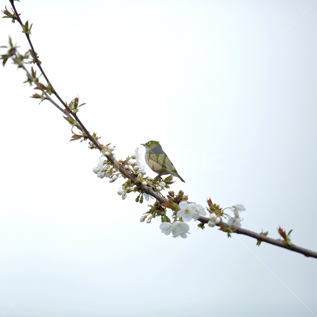 배꽃,새,waxeye,봄,가지