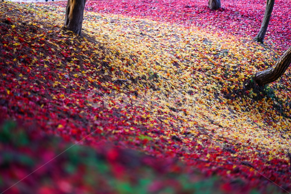 가을,단풍,낙엽,노란단풍,빨간단풍,가을,계절,fall,autumn,season,paper,종이,confetti,색종이 조각