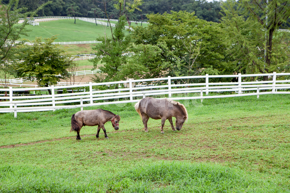 nature,자연,field,outdoors,옥외,grassland,farm,countryside,meadow,목초지,grazing,방목,pasture,ranch,풍경,배경,백그라운드,목장,울타리,목책,원당종마목장,종마목장,말,동물,토종말,제주토종말,풀,풀밭,초원,나무,산,식물,잔디,잔디밭,두마리,녹색,그린,농장,팜,동물,animal,포유류,mammal,목축업,목장,livestock farming,ranching,pasture