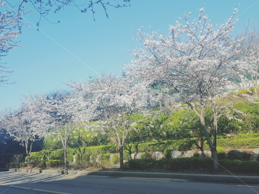 벚꽃,나무,꽃,봄,꽃놀이,도로,봄,계절,spring,season,자연,풍경,nature,landscape,plant,식물,asphalt,아스팔트