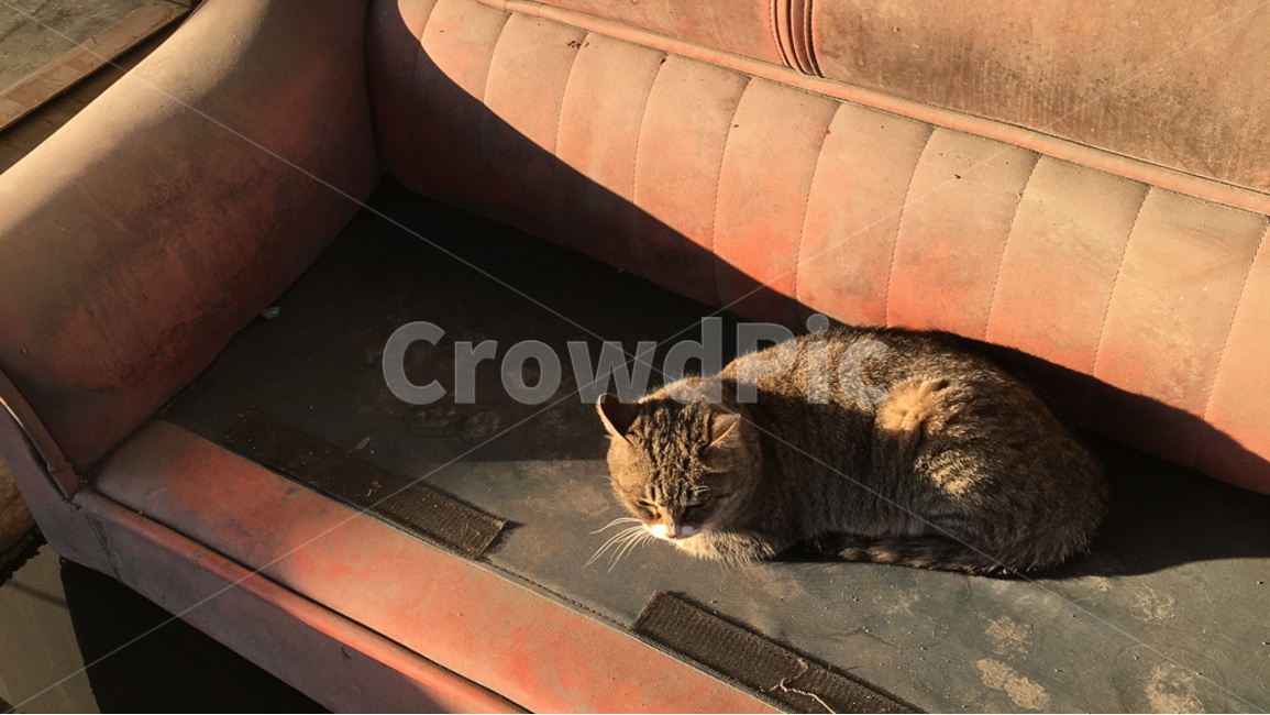 고양이,햇빛,소파,그림자,따뜻함,동물,animal,포유류,mammal,고양이,cat,kitten,kitty,휴식,힐링,rest,relaxation,healing