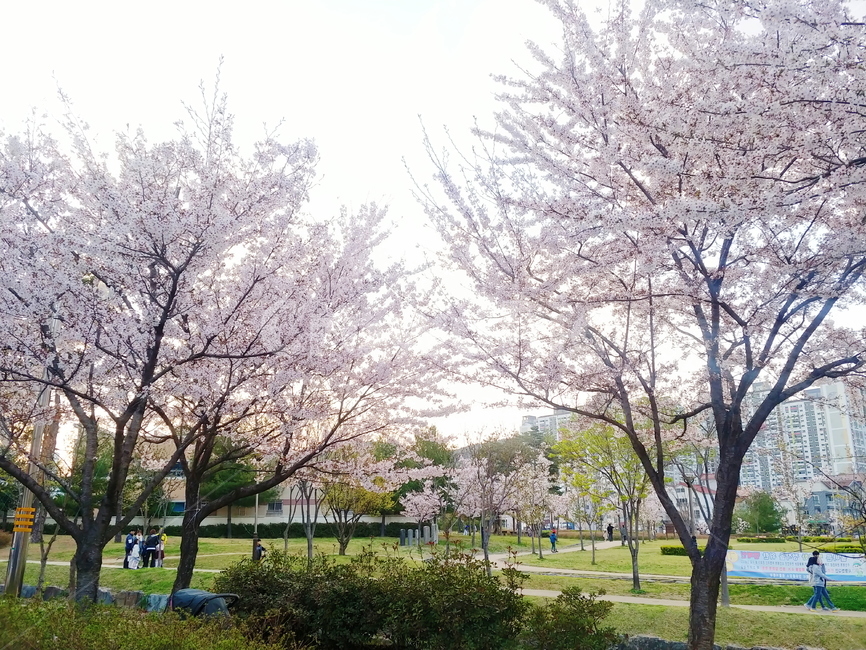 풍경,봄,꽃,맑음,자연,나무