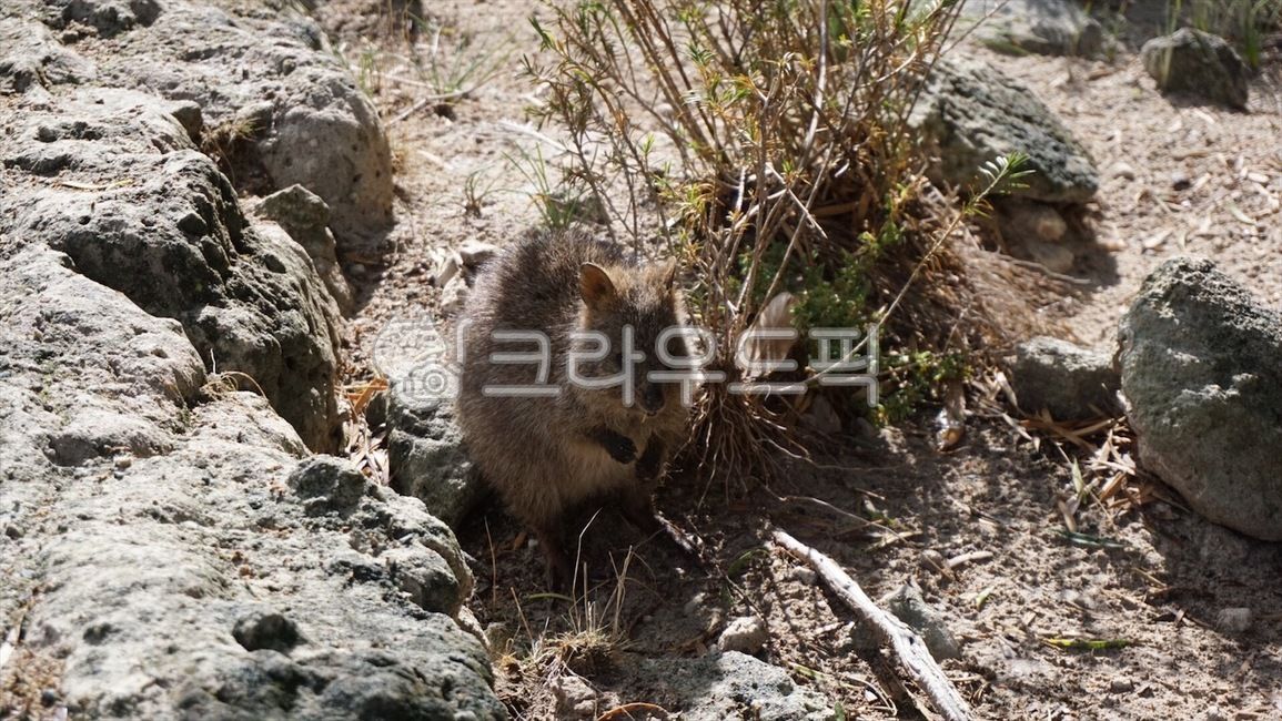 쿼카,quokka,동물,호주,로트네스트아일랜드,rottnest,animal