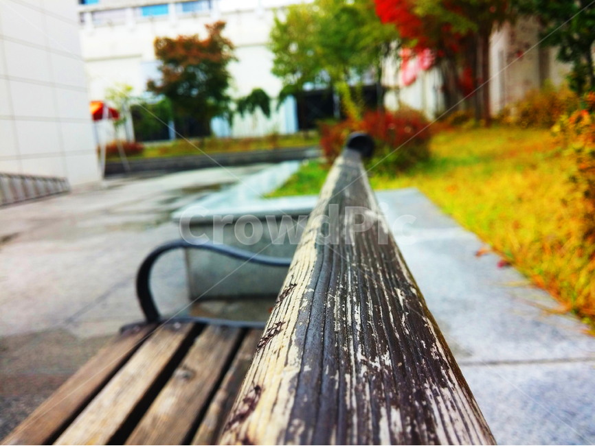 공원,의자,나무,숲,화단