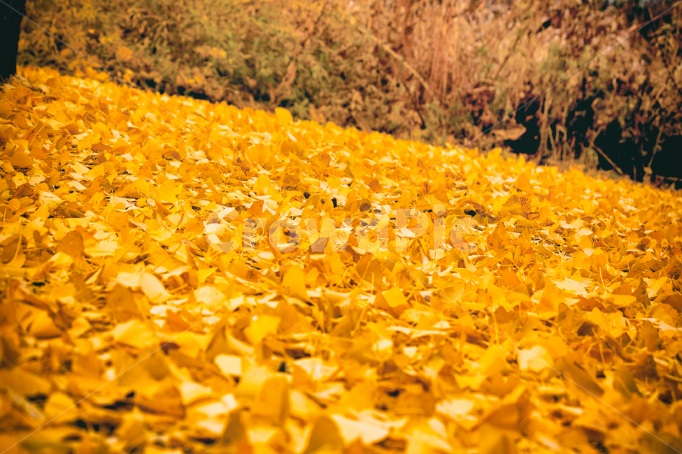 가을,낙옆,단풍,계절,자연,풍경,fall,maple,seasons,autumn,nature,landscape,가을,계절,fall,autumn,season,petal,꽃잎,flower,꽃,plant,식물,blossom,leaf,잎