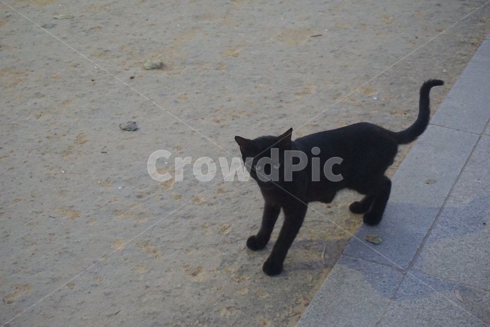 고양이,길고양이,검은고양이,공격,견제,동물,animal,포유류,mammal,고양이,cat,kitten,kitty