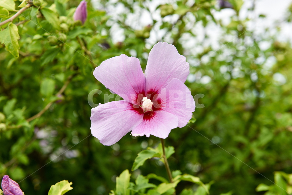 무궁화,꽃,자연,접사,힐링,배경화면,nature,flower,sensible,feeling,색깔,색상,색채,색감,식물,자연,plants,nature,꽃,flower