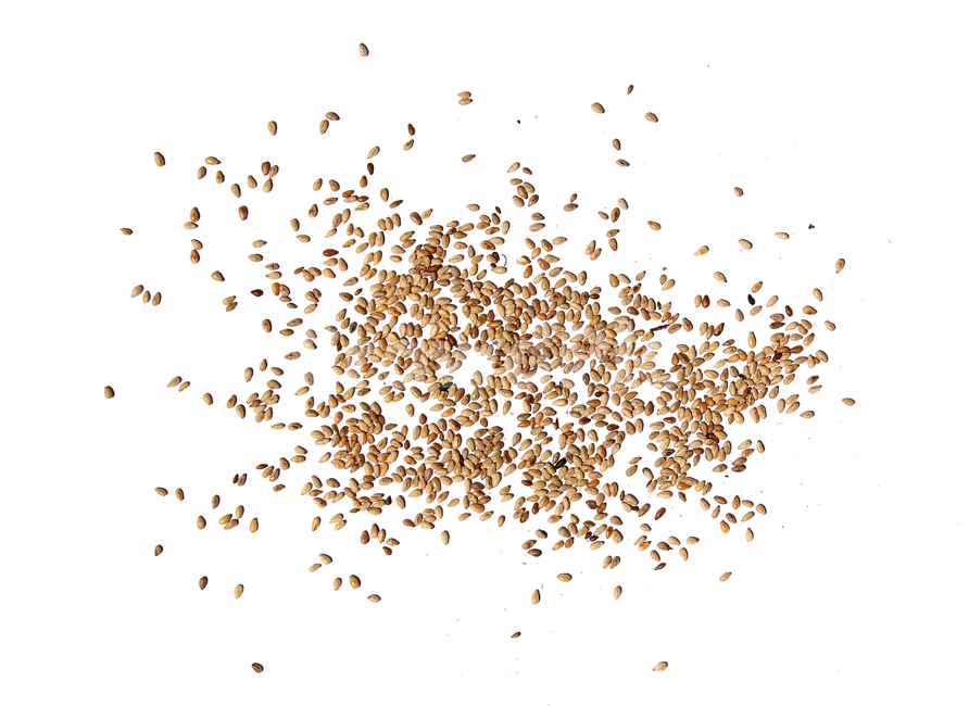brown,closeup,dry,food,gold,grain,macro,meal,natural,nature,organic,plant,seed,seeds,sesame,sesameseed,sesameseeds,top,topangle,topview,yellow,깨,참깨,곡식,곡류,음식,음식재료,식재료,식물,씨앗,씨,갈색,브라운,말린,말리는,건조,자연,클로즈업,탑앵글,탑뷰,깨소금,농작물,농촌,농사,흰배경,뿌린,뿌려놓은,음식,식재료,요리,food,cook,meal,dishes,food reserves,곡류,곡식,cereals