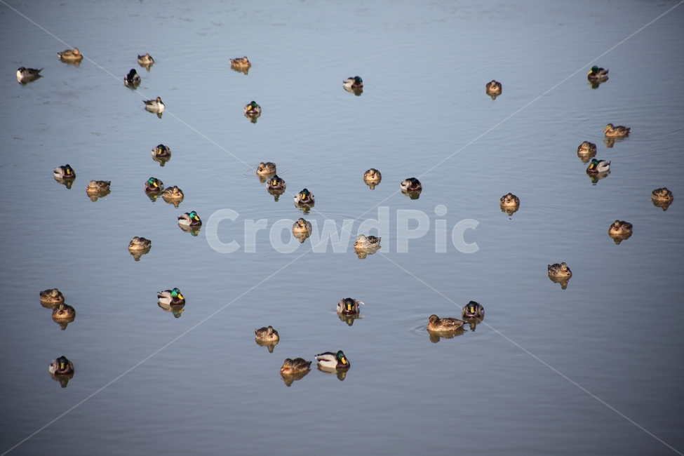 청둥오리,duck,bird,새,animal,철새,오리,동물,animal,조류,새,birds