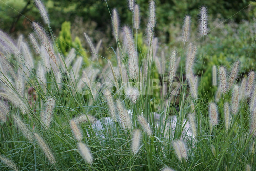 들풀,버들,갈대,grass,plant,식물,willow,식물,자연,plants,nature