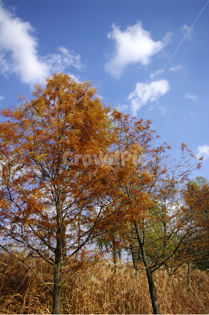 autumn,가을,나무,단풍,식물,하늘,구름,가을,계절,fall,autumn,season,자연,풍경,nature,landscape,tree,plant,tree trunk,나무 줄기