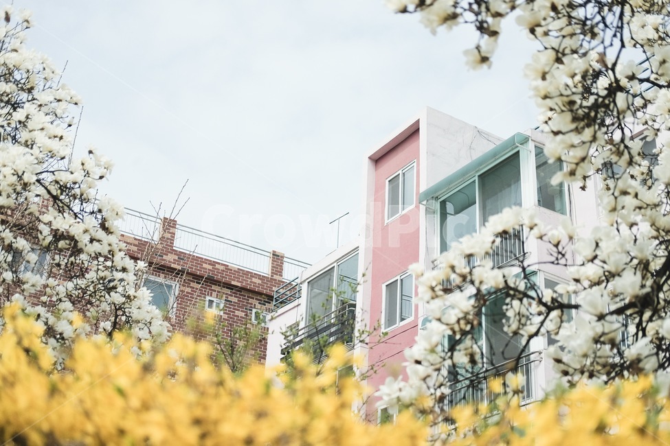 봄,꽃,꽃밭,개나리,건물,풍경,봄,계절,spring,season,감성,sensible,feeling,색깔,색상,색채,색감,color sense,color sensitivity,feeling of color,건축물,건물외관,exterior,building,structure,architecture,construction,plant,식물