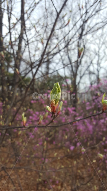진달래,두견화,진달래싹,참꽃,새싹,식물,자연,plants,nature