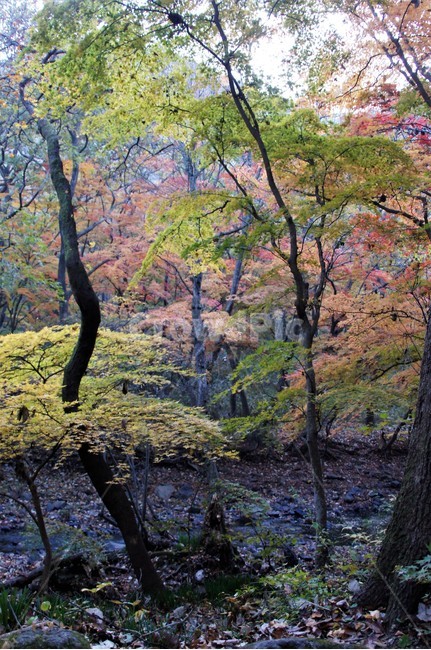 가을,단풍,나무,자연,식물,풍경,자연풍경,감성,autumn,nature,season,계절,emotion,trees,낙엽,가을,계절,fall,autumn,season,tree,plant,tree trunk,나무 줄기