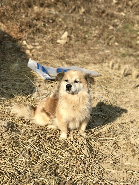동물,강아지,개,시골,시골개,동물,animal,개,강아지,dog,doggy,포유류,mammal