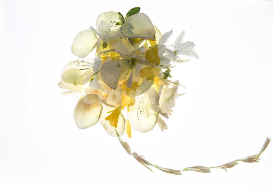 꽃잎,감성,봄,축제,생명,구성,식물,자연,plants,nature,꽃,flower,누끼,remove background
