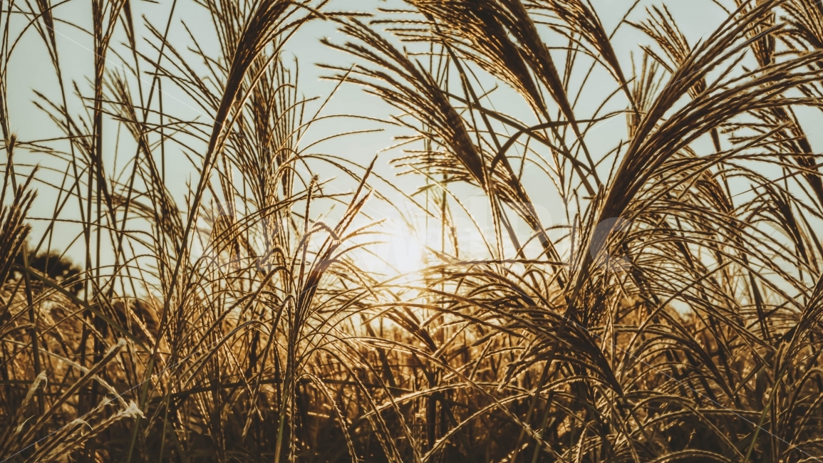 갈대,억새,자연,풍경,가을,갈대숲,하늘공원,공원,가을,계절,fall,autumn,season,식물,자연,plants,nature,감성,sensible,feeling,grass,잔디,plant,lawn