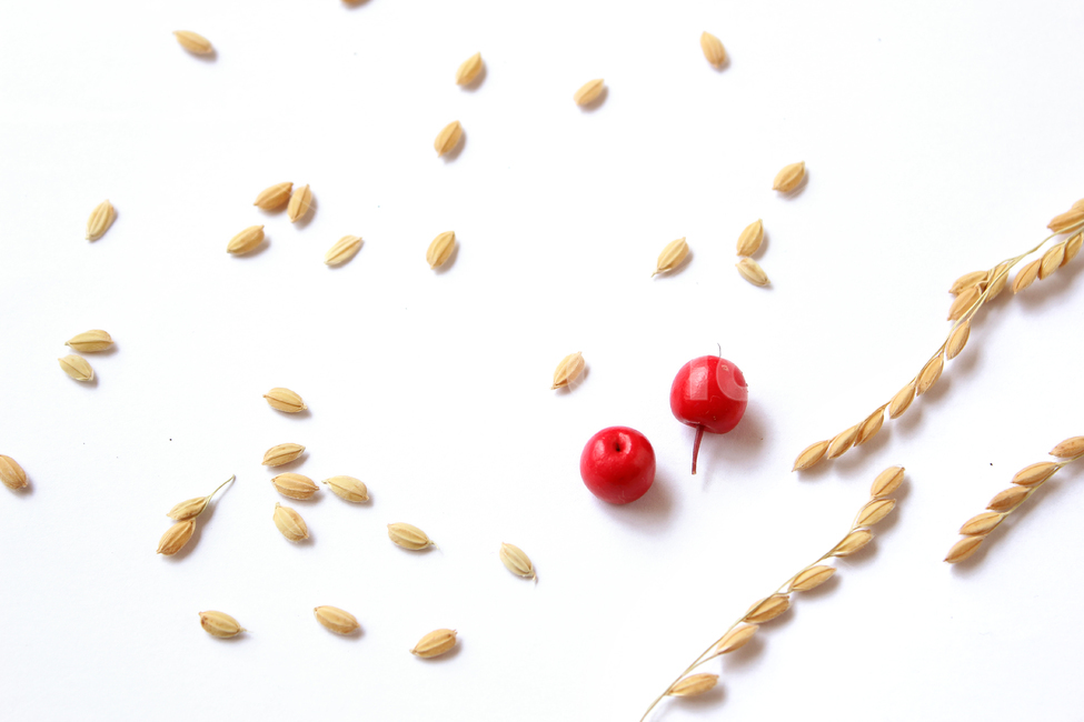 쌀,벼,곡식,곡물,음식,식재료,요리,곡류,rice,cereal,dry,ear,farming,food,gold,grain,harvest,isolated,korea,meal,nutrition,organic,plant,seed,yellow,cook,열매,빨강,red,fruit,곡류,곡식,cereals,연출,컨셉,콘셉,direction,concept,누끼,remove background