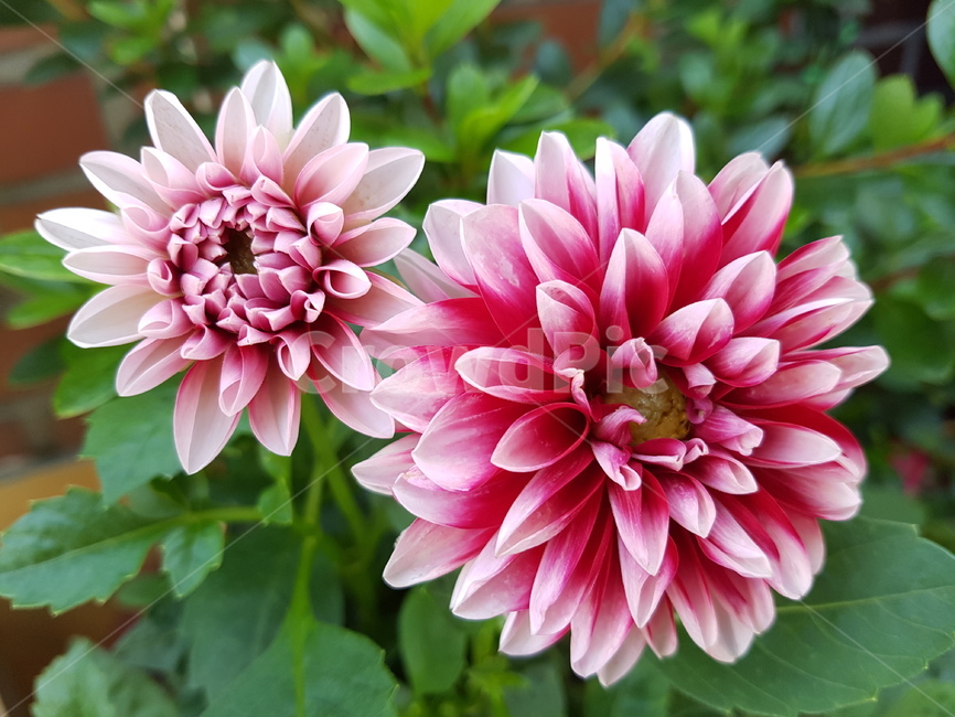 달리아,dahlia,flower,꽃,식물,blossom,식물,자연,plants,nature,꽃,flower