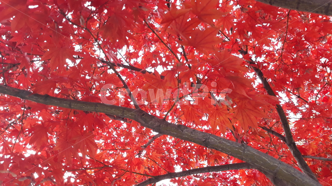 식물,plant,나무,tree,단풍,maple,잎,leaf,빨간단풍,단풍나무,단풍잎,색감,빨강,가을,fall,가을나무,가을,계절,fall,autumn,season