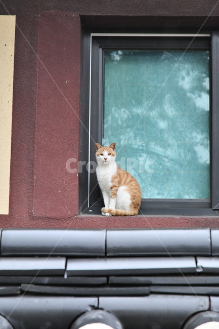 고양이,동물,길고양이,창문,냥이,동물,animal,포유류,mammal,고양이,cat,kitten,kitty