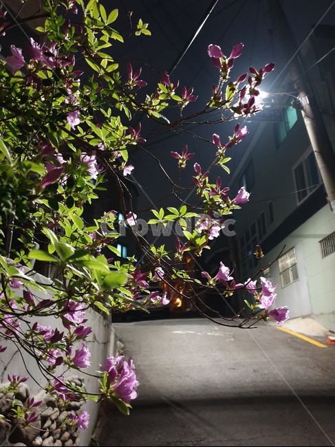 골목길,꽃,야간,밤,가로등,불빛,조명