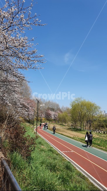 육상트랙,사람,벚꽃,공원,산책,park