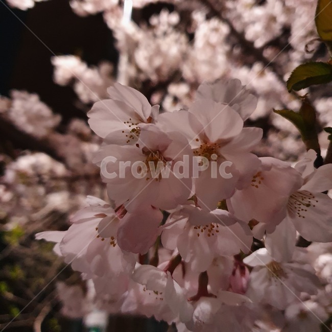 벚꽃,cherryblossom,blossom,꽃,flower