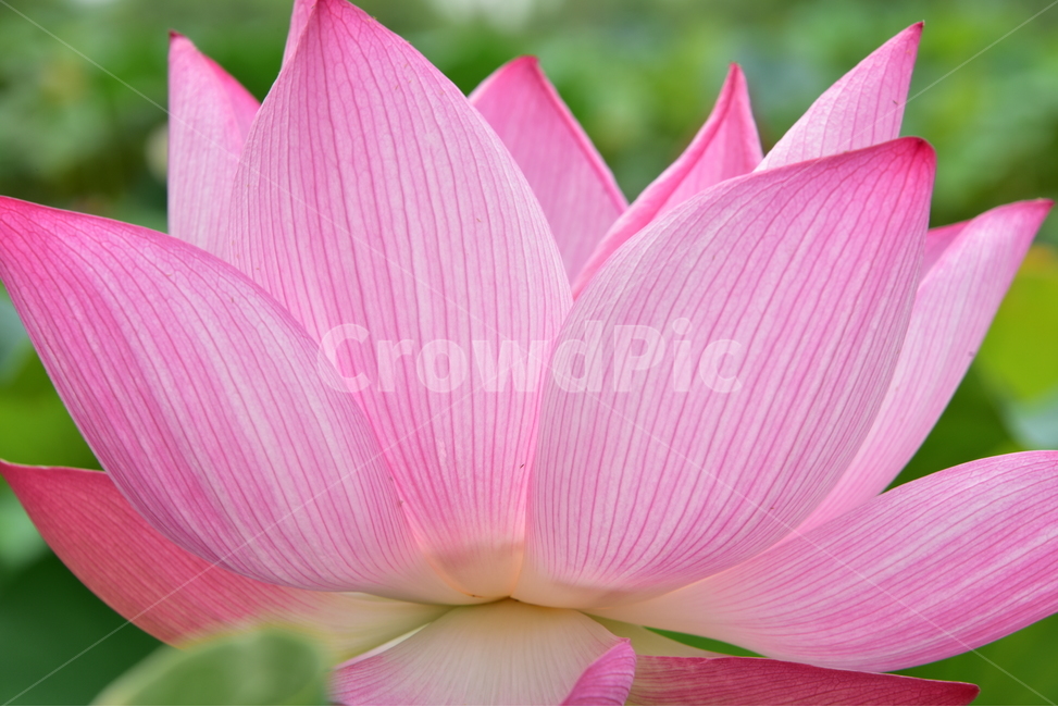 연꽃,사찰,불교,연못,여름,그리이스신화,연화무늬,lotus,부처님탄생,연꽃과,쌍떡잎식물,식물,자연,plants,nature,꽃,flower
