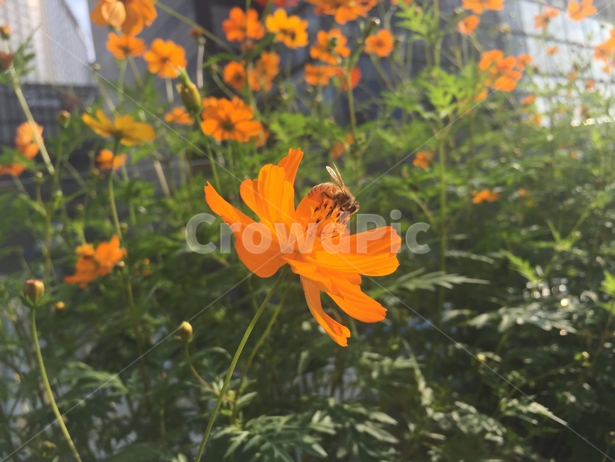 꽃,벌,꿀,꽃가루,봄,flower,bee,honey,spring,식물,자연,plants,nature,꽃,flower