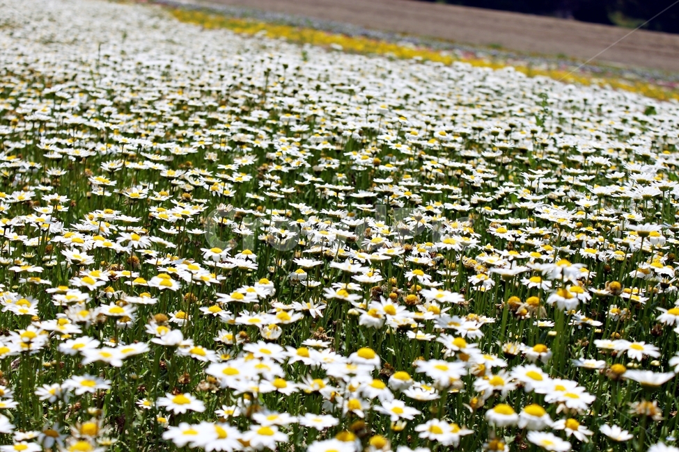 꽃,개미취,꽃밭,아름다움,flower,plant,정원,풍경,landscape,beauty,식물,자연,plants,nature,꽃,flower