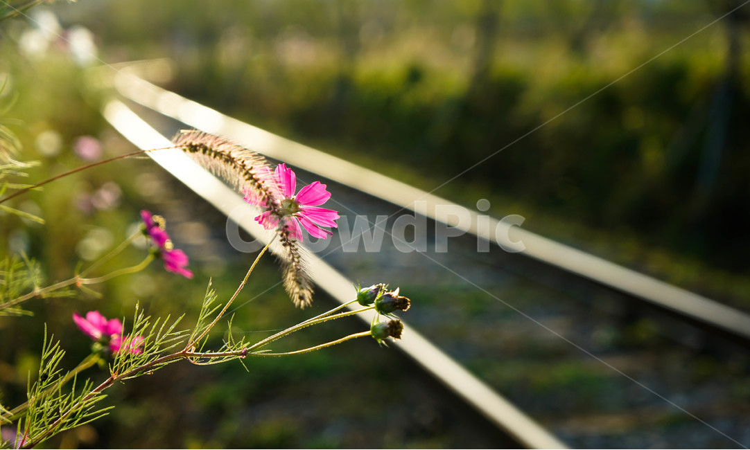 철길,코스모스,레일바이크,의왕왕송호수,가을,식물,자연,plants,nature,꽃,flower