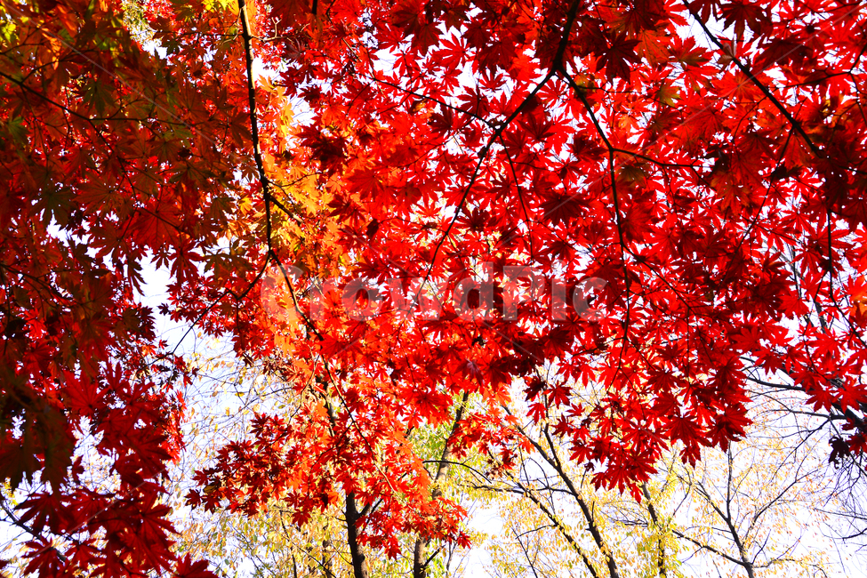 가을,단풍,계절,10월,가을감성,가을분위기,가을느낌,fall,autumn,maple,메이플,단풍나무,가을나무,단풍잎,화려한,background,백그라운드,배경,바탕,가을풍경,leaves,노랑색,주황색,빨강색,레드,red,yellow,tree,colorful,칼라풀,나뭇잎,가을,계절,fall,autumn,season,leaf,잎,plant,식물,나무