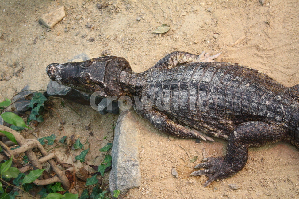 악어,동물,야생동물,crocodile,alligator,동물,animal,파충류,양서류,reptile,amphibian