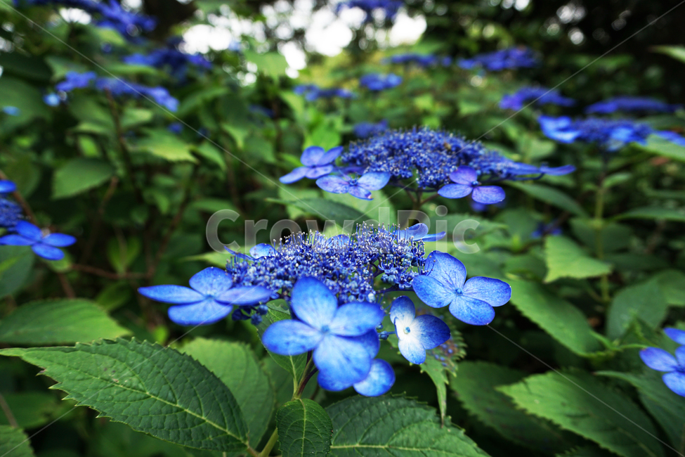 꽃,꽃잎,식물,접사,파란색,파란,색감,식물,자연,plants,nature,꽃,flower