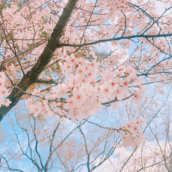꽃,벚꽃,분홍색꽃,풍경,예쁜꽃