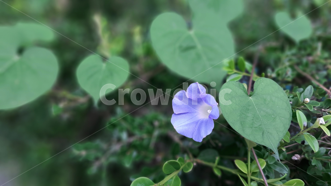 나팔꽃,flower,morningglory,blossom,야생화,꽃,식물,녹색,wildflower,plant,green,식물,자연,plants,nature,꽃,flower