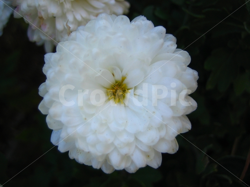 검정,하양,꽃,어느날,애틀란타,식물,자연,plants,nature,꽃,flower